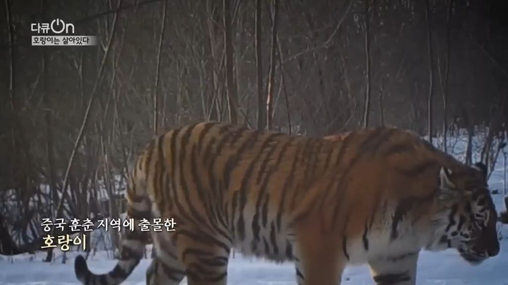 '절멸'의 '한국 호랑이'. 🐅 그 100년간의 이야기. -마지막- | 인스티즈
