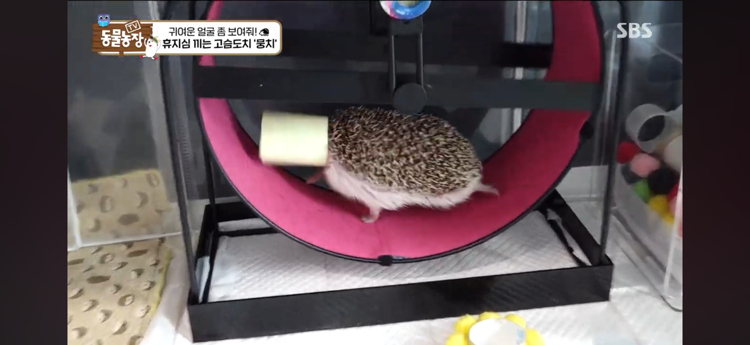 따봉고슴도치 휴지심 좋아도치 | 인스티즈