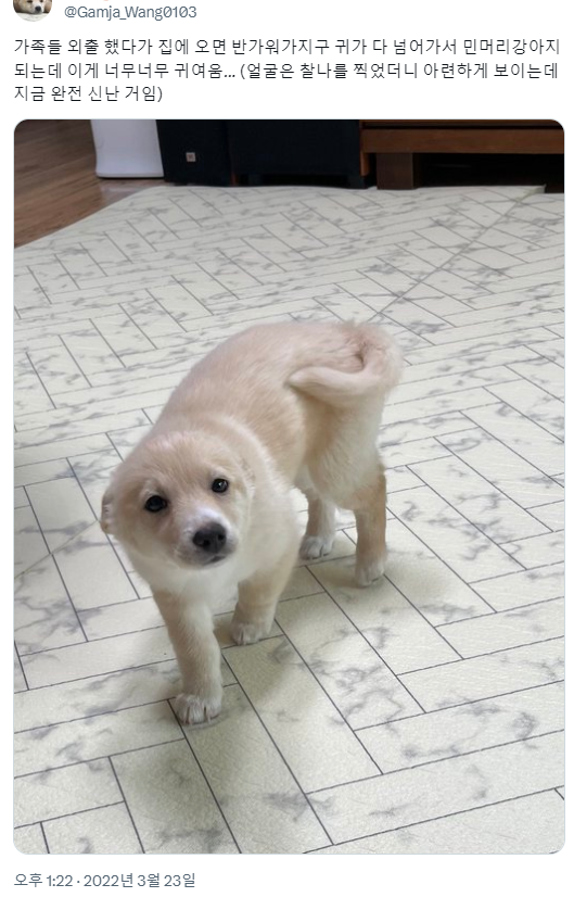 반가우면 민머리 되는 강쥐들 | 인스티즈