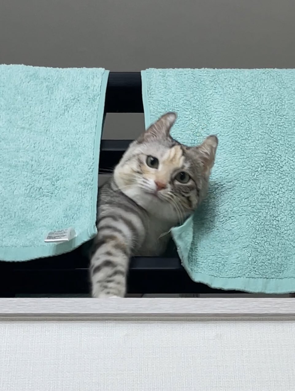 귀가 진짜 토끼같은 트위터 고양이.jpg | 인스티즈