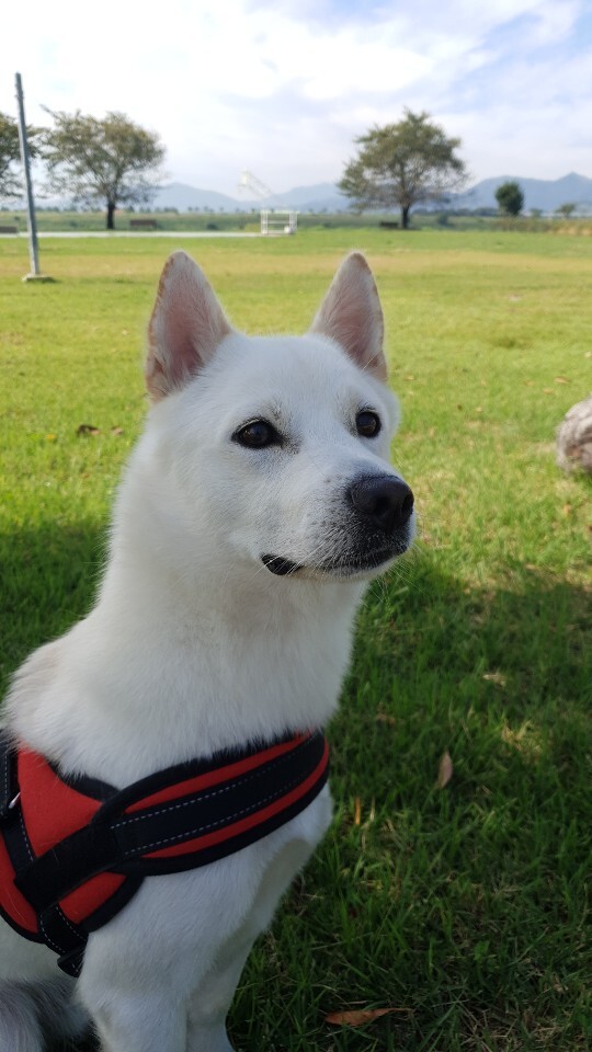 우리집 개 자는거 보실분? | 인스티즈