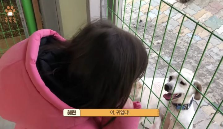 7살 아이 눈에 비친 유기견 보호소는? | 인스티즈