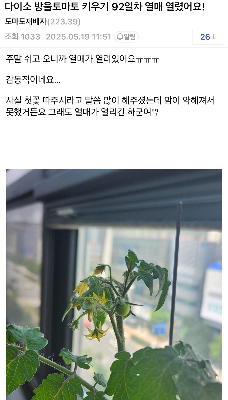 회사에서 다이소 방울토마토 키우기 | 인스티즈