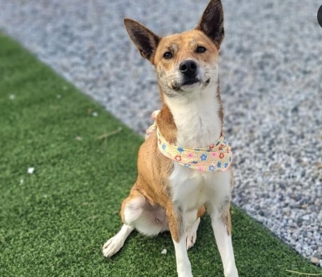 수십개 목줄에 묶여살던 시골 강아지 입양 | 인스티즈