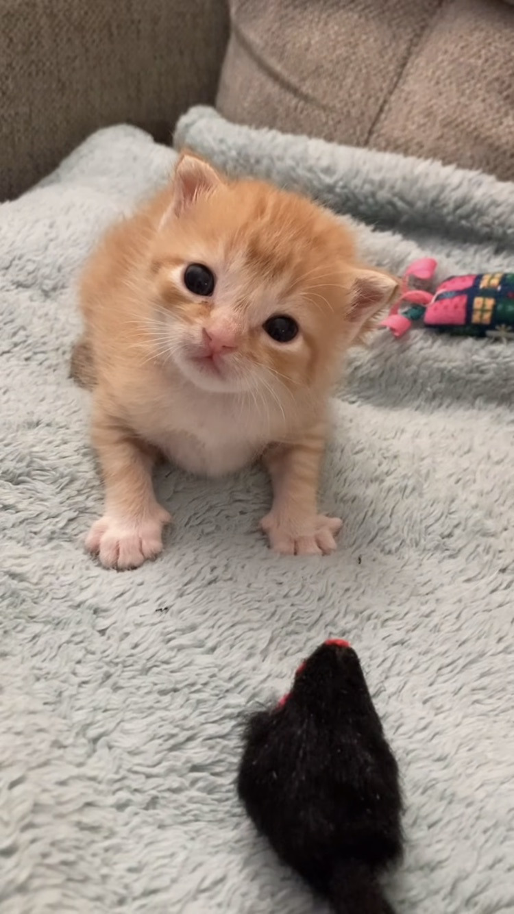 왜 새끼고양이들은 지능이없게생겼는지 궁금한달글.jpg | 인스티즈