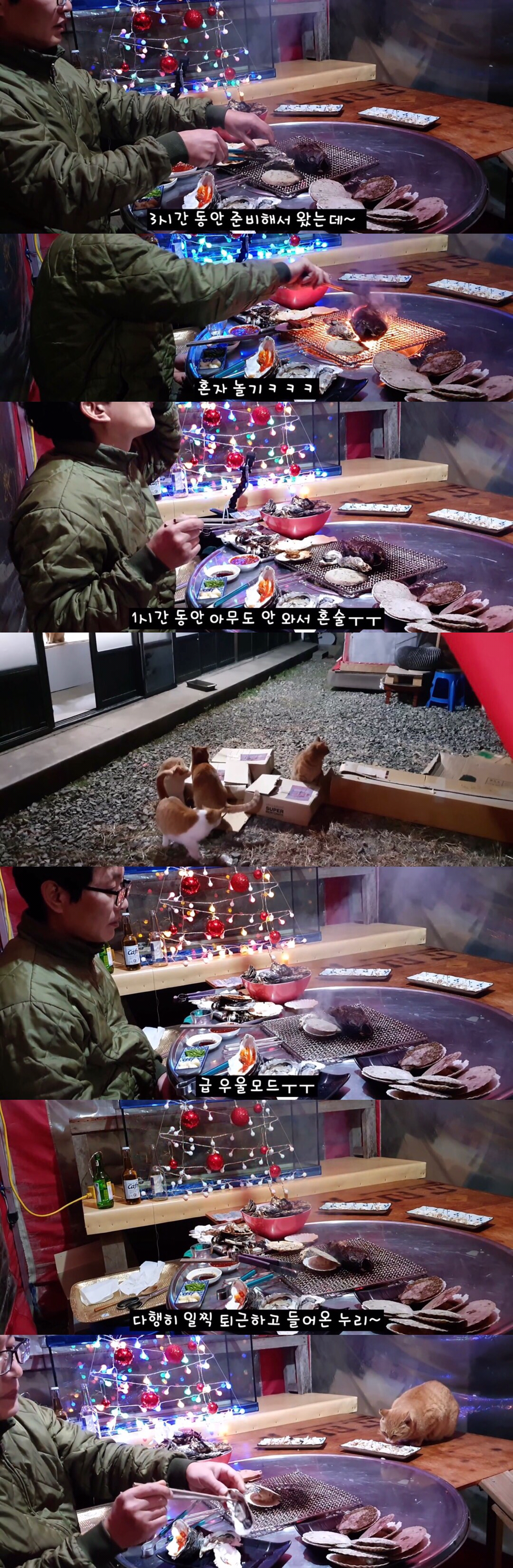 [매탈남] 시간 약속 기가막히게 지키는 천재 고양이 | 인스티즈