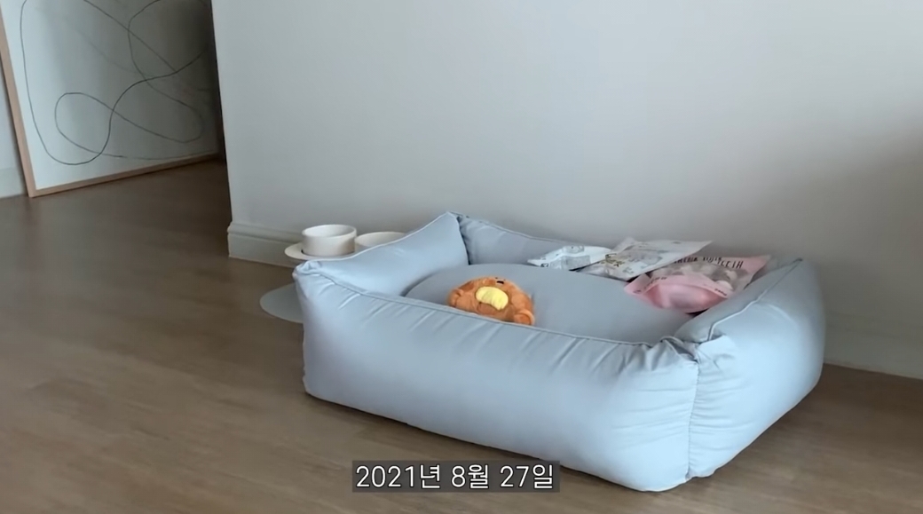 유기견 입양전후 변화. 겁많은 강아지의 100일간 브이로그 | 인스티즈