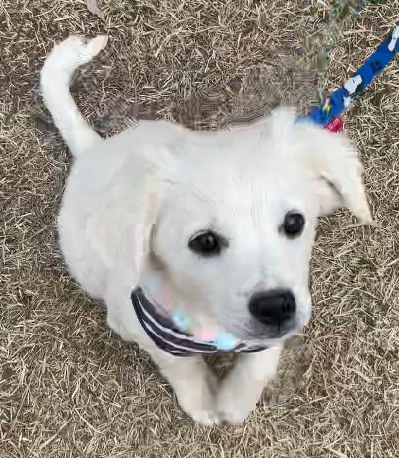 계룡시 끊이지 않는 강아지 학대를 도와주세요... | 인스티즈