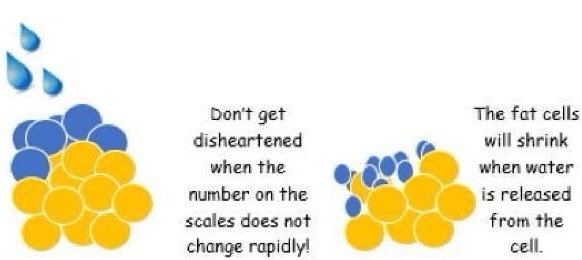 다이어트 하는데 몸무게가 오히려 늘어 | 인스티즈