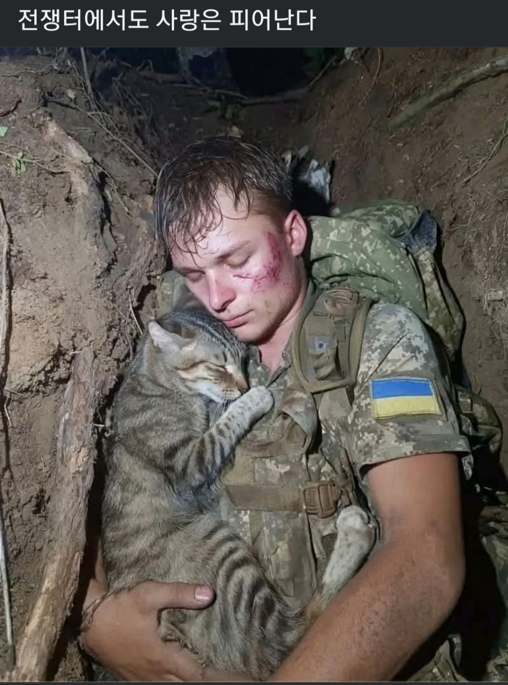 전쟁중 냥이 안고 자는 우크라이나 군인 | 인스티즈
