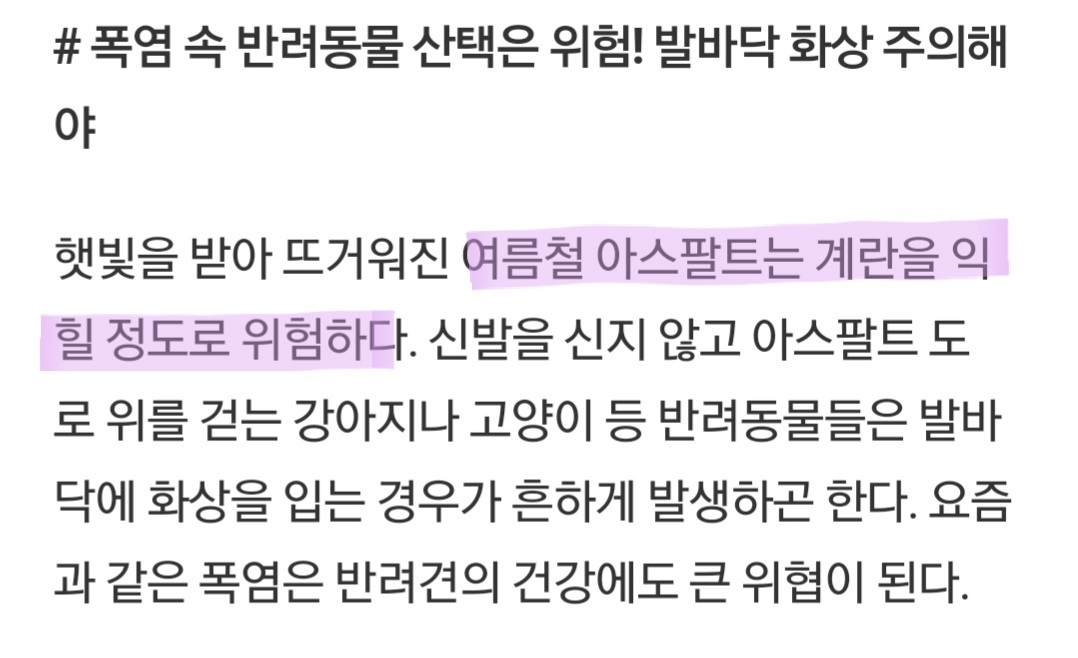 한여름 낮에는 강아지 산책을 시키지마세요 ㅠㅠ | 인스티즈