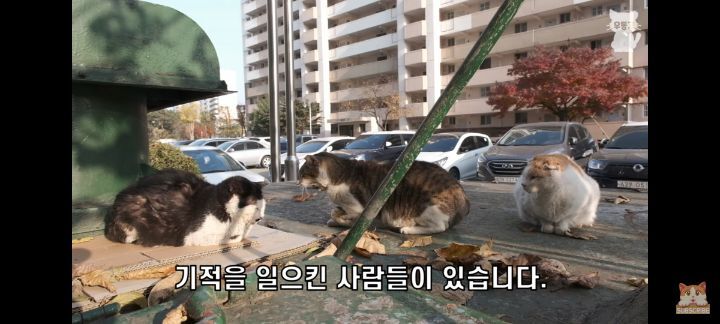 아깽이보다 100배는 만나기 어려운 묘르신들 | 인스티즈