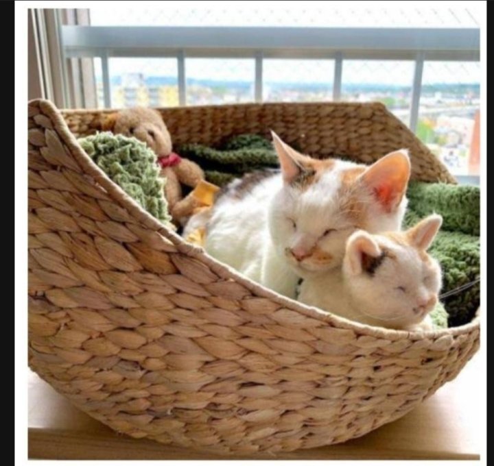 이 정도면 세쌍둥이 아니냐구 | 인스티즈