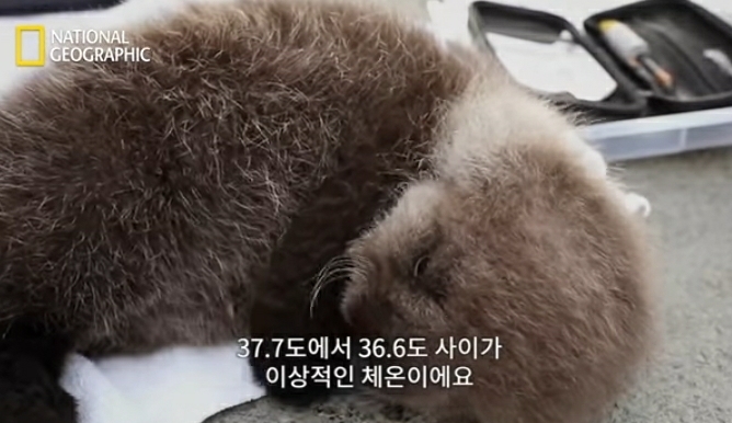 어미잃은 생후 1일차 새끼 해달 구하기 | 인스티즈
