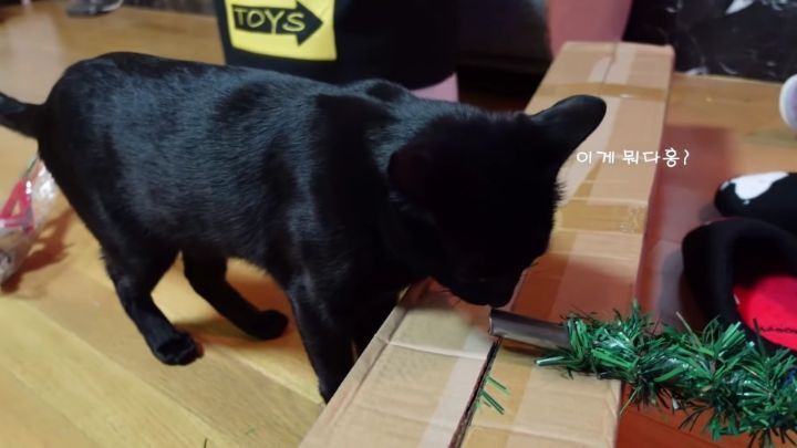 박수홍이 키우는 고양이 모질 | 인스티즈