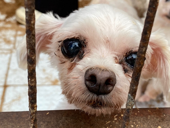 어떤 삶이었을까. 번식장, 미용 실습견, 쓰임을 다해야만 끝나는 삶이라는 건 | 인스티즈