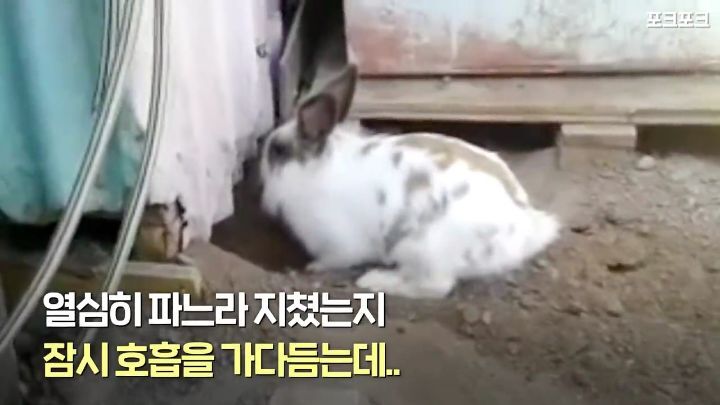 창고밑에 갇힌 고양이를 구하려는 토끼 | 인스티즈