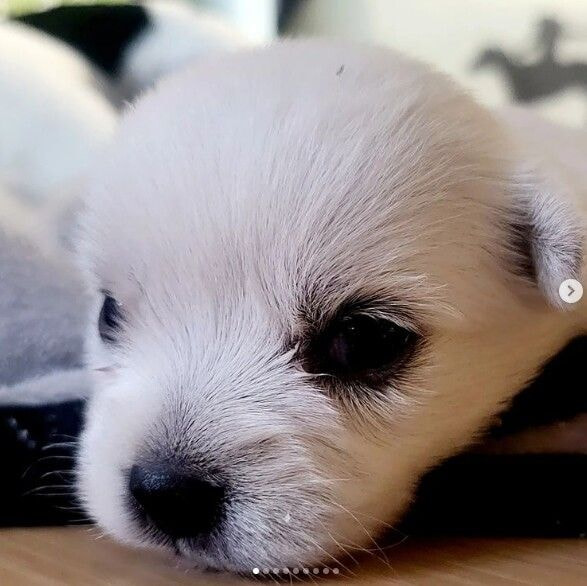 나는 자연인이다 윤택이 입양한 강아지.gif | 인스티즈