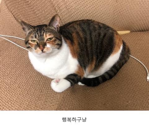 많이들 오해하는 고양이 표정 원탑 | 인스티즈