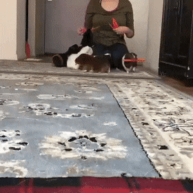 당근받고 신난 기니피그들🥕.gif | 인스티즈