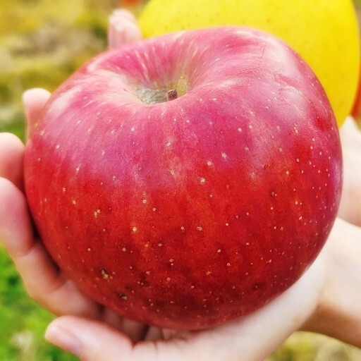 싸운 친구가 미안하다는 사과대신 집으로 사과박스 보내면 어떨지 mbti 적고 말해보는 달글 | 인스티즈