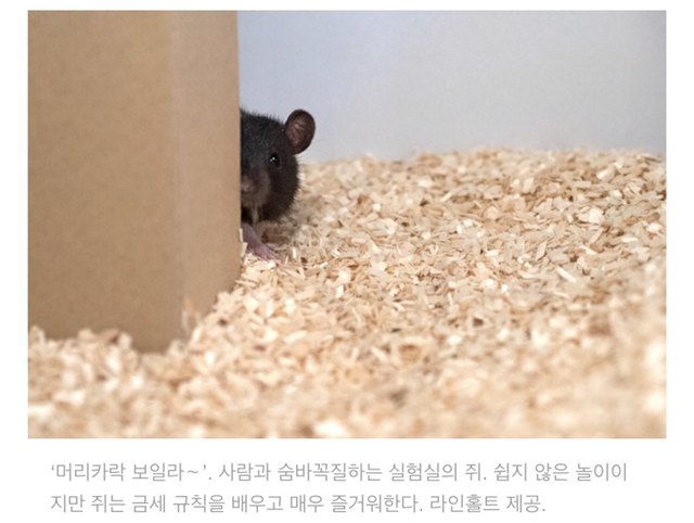 쥐도 사람과 숨바꼭질 놀이 즐긴다 | 인스티즈