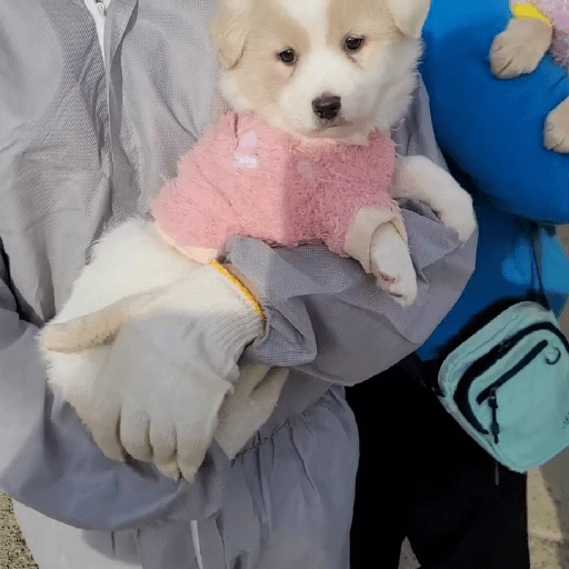 (입양처 구함/10kg 미만) 너무 예뻐서 돌아버리겠는 꼬물이 3자매들 | 인스티즈