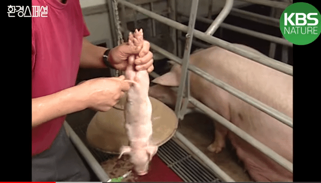 태어나자마자 바쁜 아기 돼지 (혐오주의) | 인스티즈