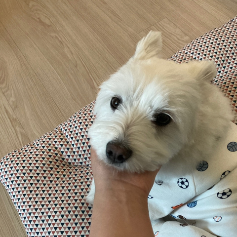 [강아지] 아빠가 보내주는 강아지 사진이 좋은 이유 | 인스티즈