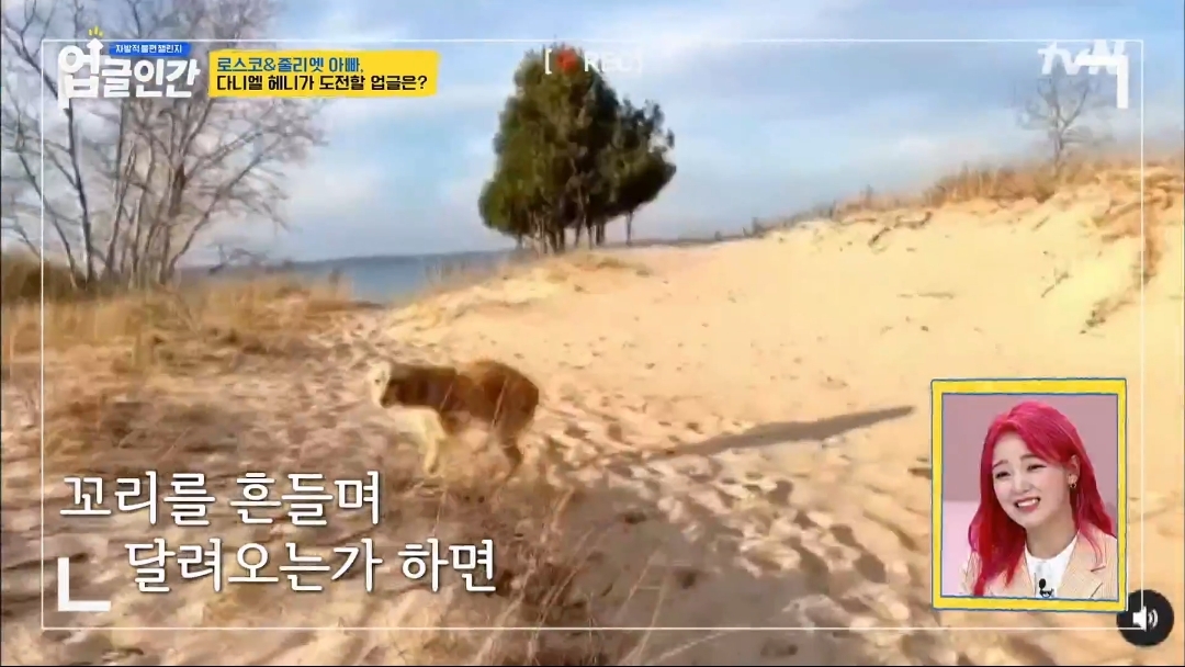 식용견 농장에서 구출된 다니엘 헤니의 강아지 로스코, 줄리엣 | 인스티즈