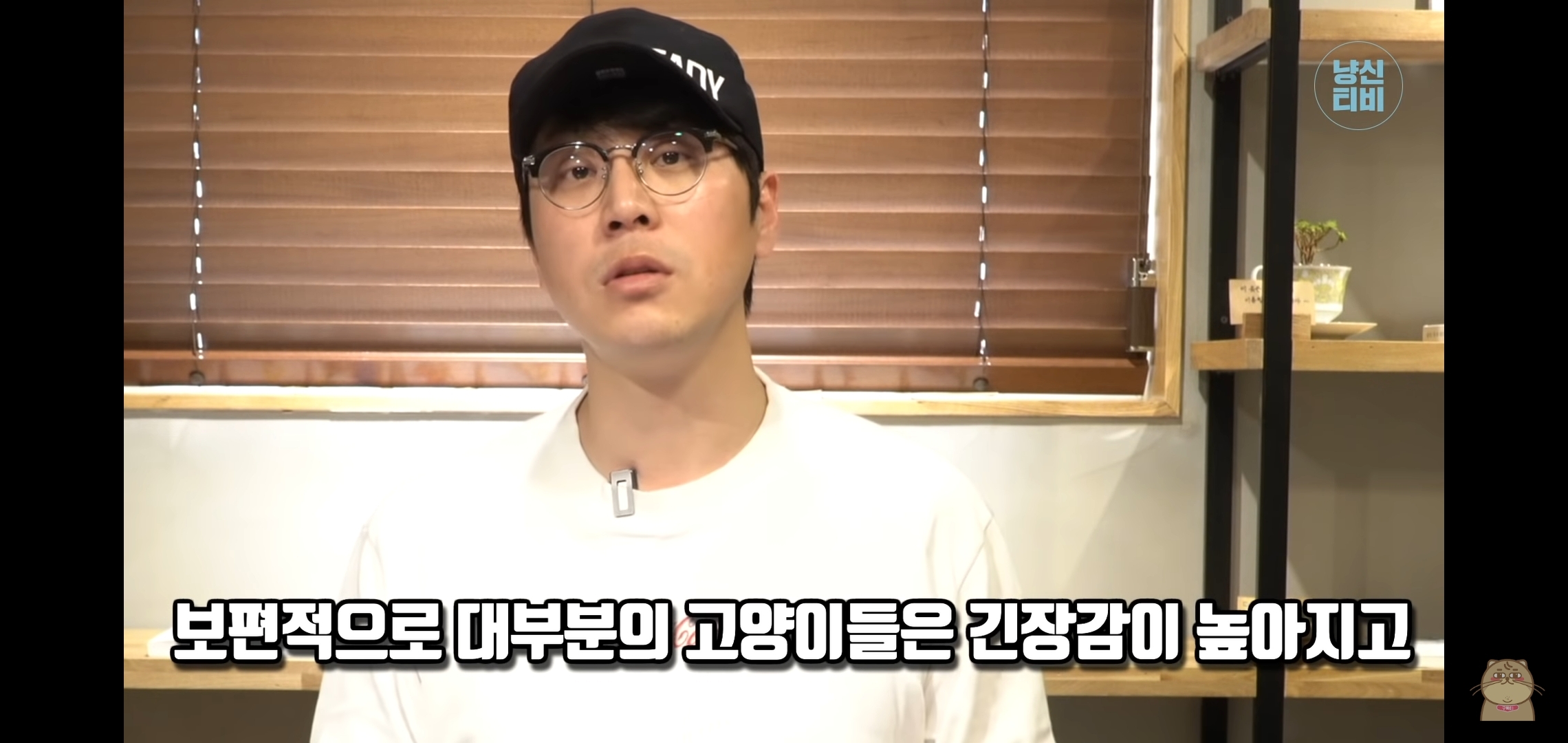 고양이 산책? 하지마!!!!! | 인스티즈