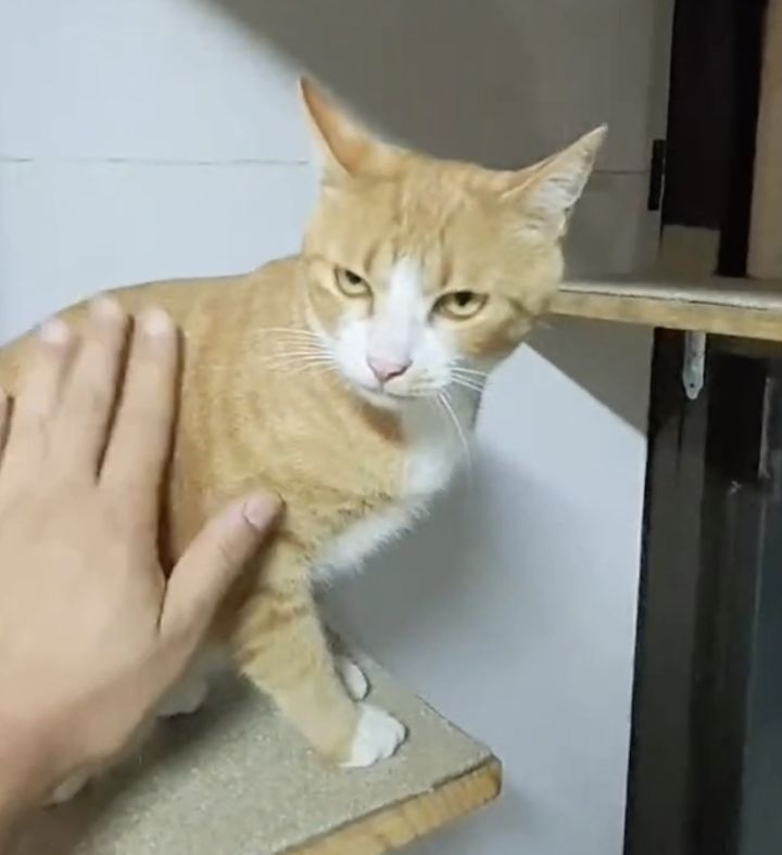 [매탈남] 매콤하게 생긴 고양이 | 인스티즈