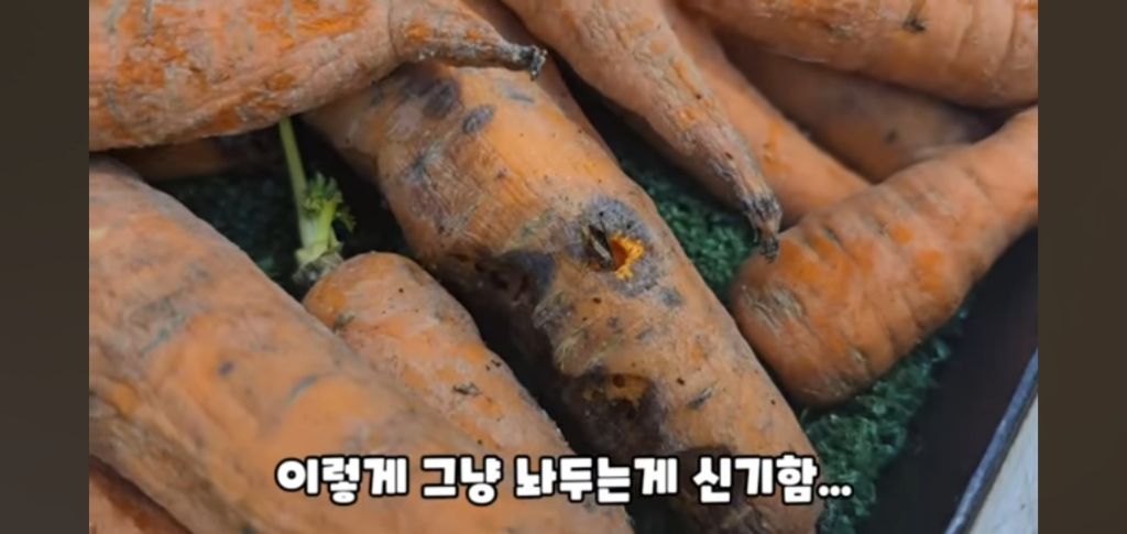 필리핀 마트 진열대에 우글우글한 바퀴벌레 (바퀴사진 있음) | 인스티즈