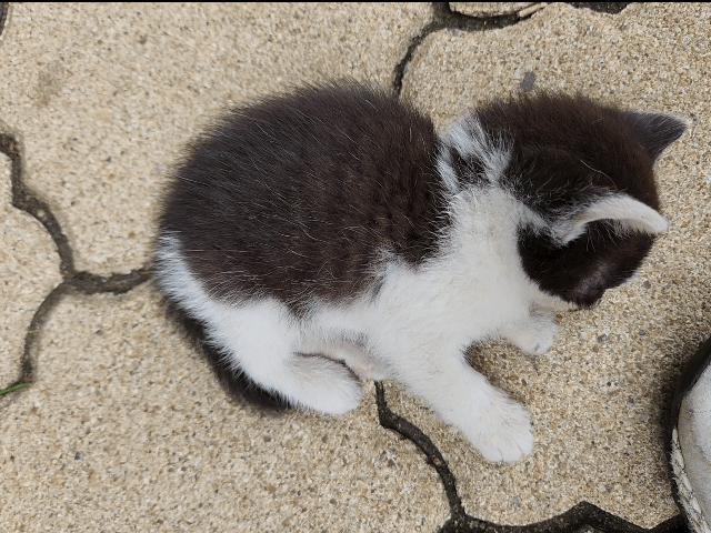 애기 길냥 얘 이러고 자는데...? 어케...? () | 인스티즈