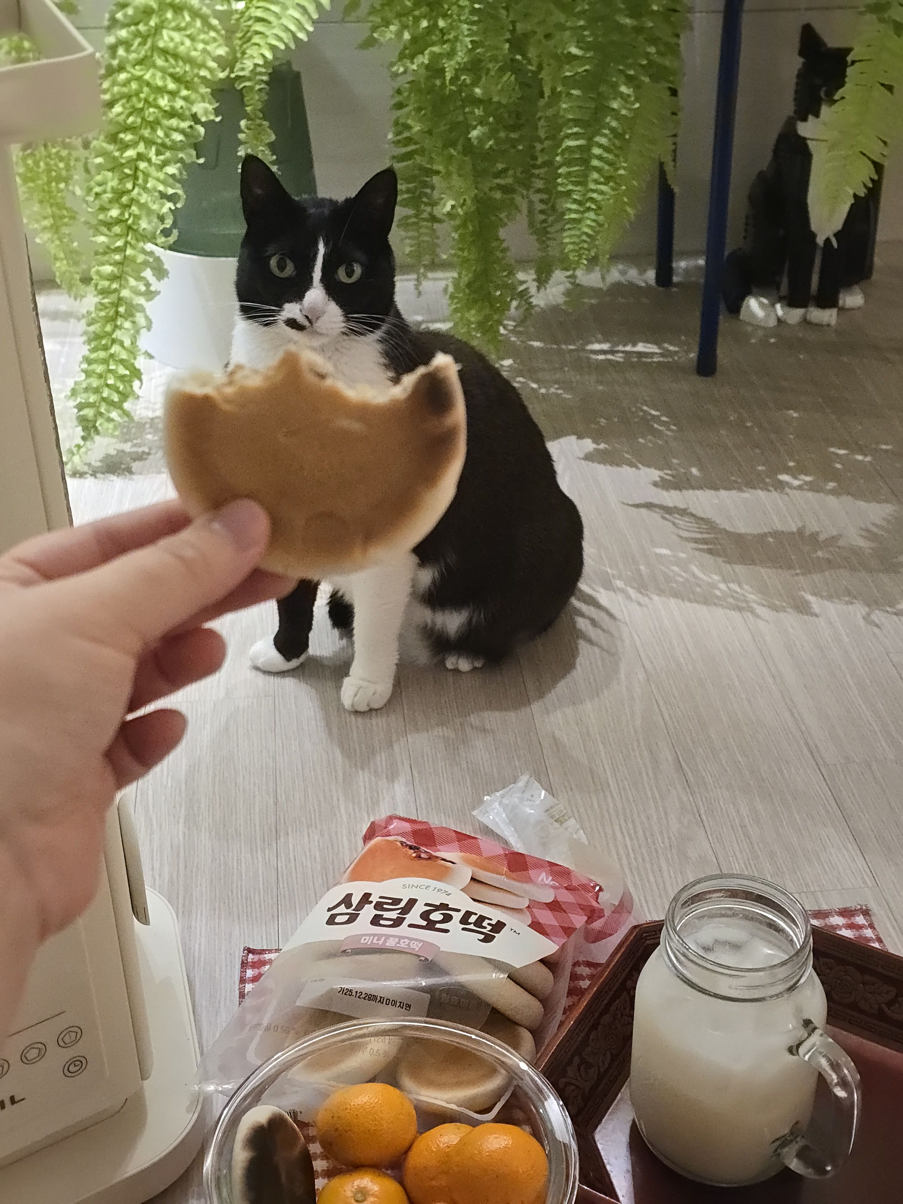 안주 뽏이는 고양이 어떤데 ㅋ 5나탄 ㅋ | 인스티즈