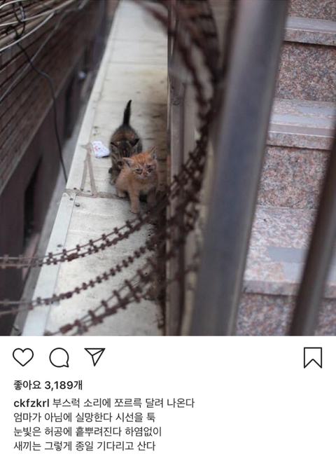 길에서 살아가는 고양이들 모습을 담은 인스타 | 인스티즈