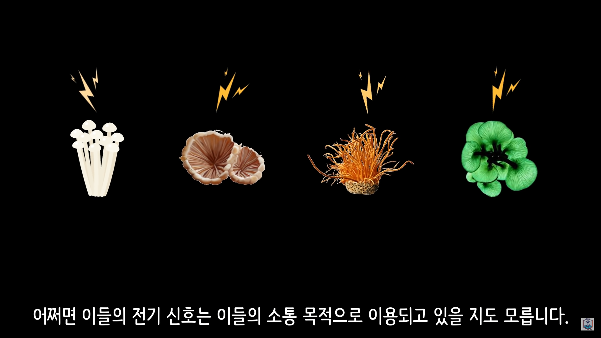 버섯이 단어와 문장을 사용해 서로 대화하고 있을지도 모른다고? | 인스티즈