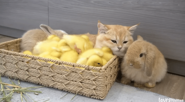 한 바구니 안에 고양이, 오리, 토끼가 포옥 파묻혀 있음 | 인스티즈
