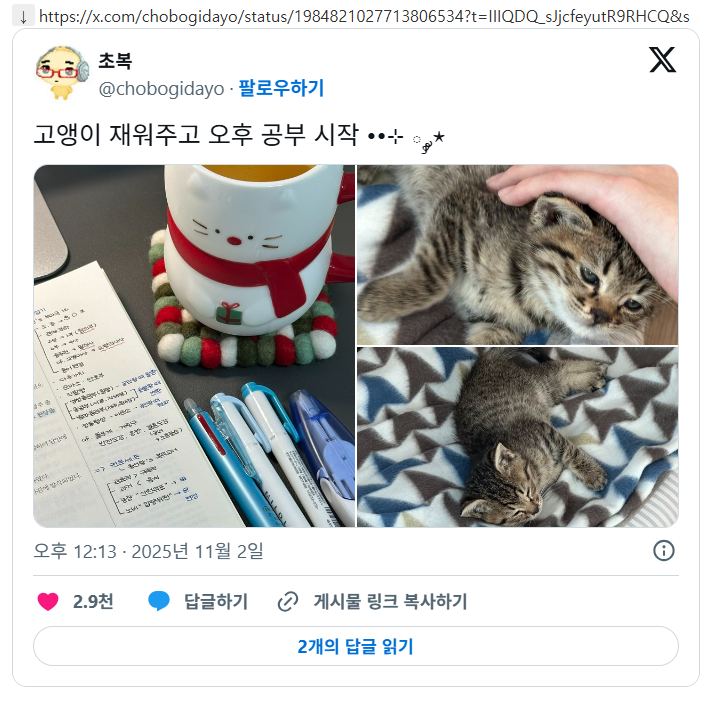 합격기원하러 절에 갔는데 아기 고양이 얻어왔어요 | 인스티즈