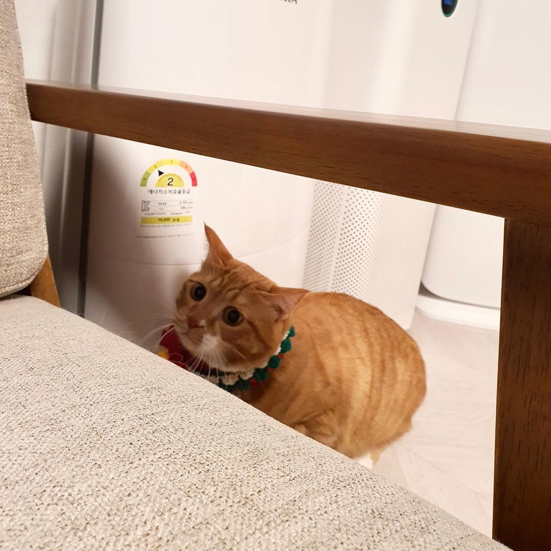 고양이가 시무룩해진 이유 | 인스티즈