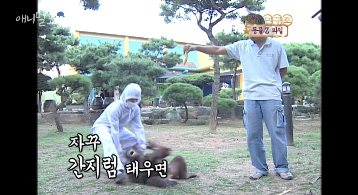오랑우탄도 간지럼을 탈까? | 인스티즈