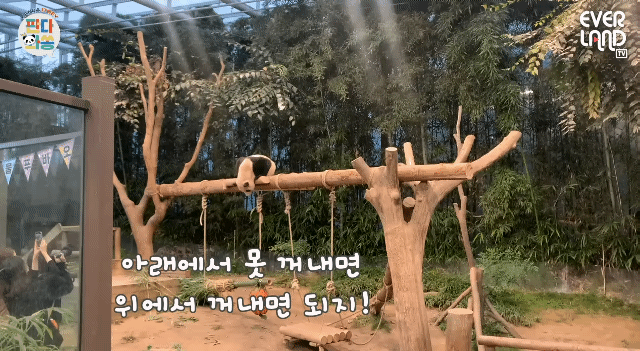 푸바오가 천재인 이유.gif | 인스티즈