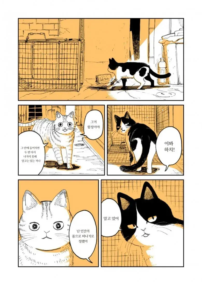 고양이 두마리 | 인스티즈