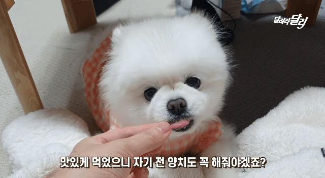강아지도 양치 후 먹는 귤이 입에 쓸까? .gif | 인스티즈
