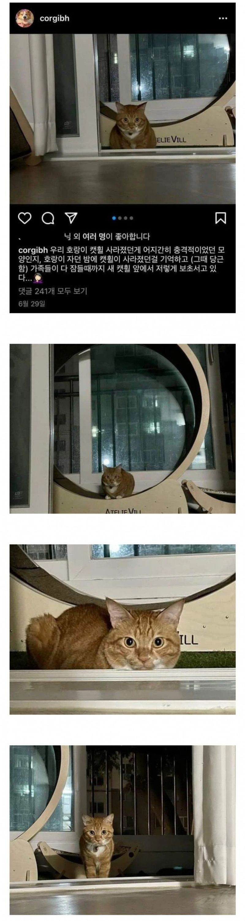 캣휠 사라질까봐 보초서는 고양이 | 인스티즈