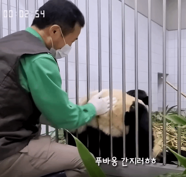 푸바오 얼굴 찌부 짤 모음 🥴 | 인스티즈