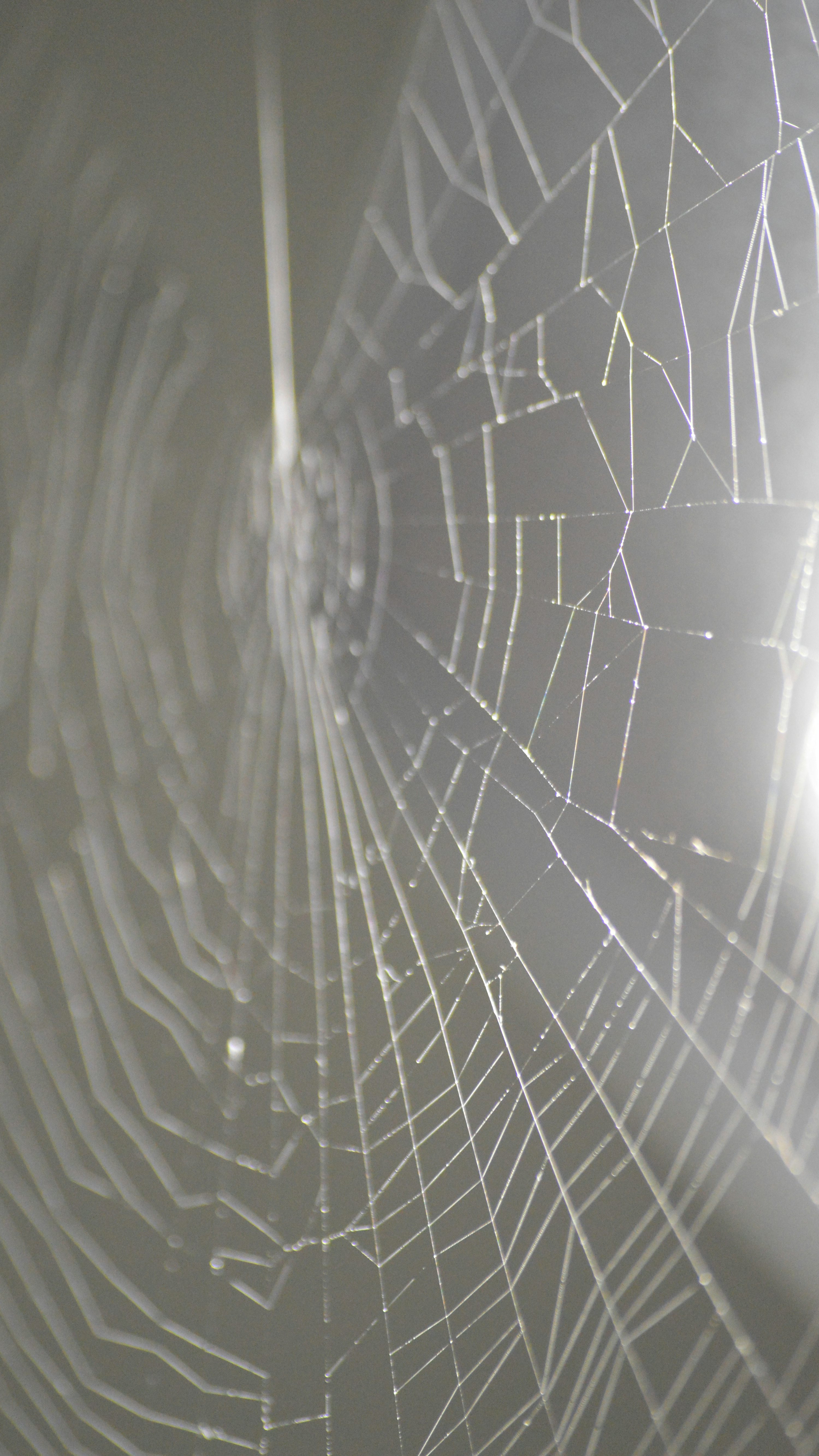 거미가 만약에 이렇게 생겼으면 집에 들일 수 있다?없다? | 인스티즈