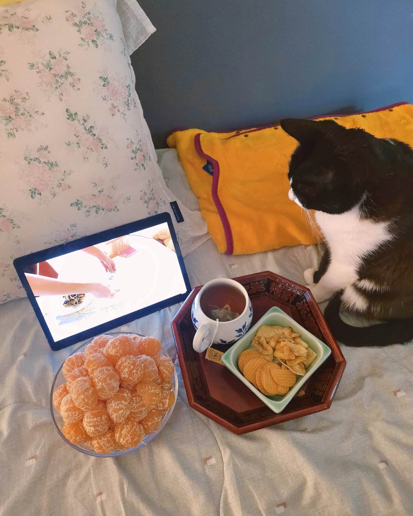 안주 뽏이는 고양이 어떤데 ㅋ 5나탄 ㅋ | 인스티즈