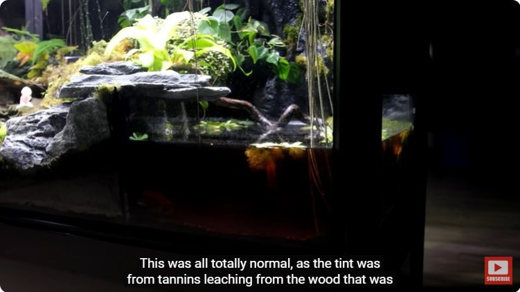 거대한 수조에 열대우림 환경을 조성해놓으면 생기는 일 | 인스티즈