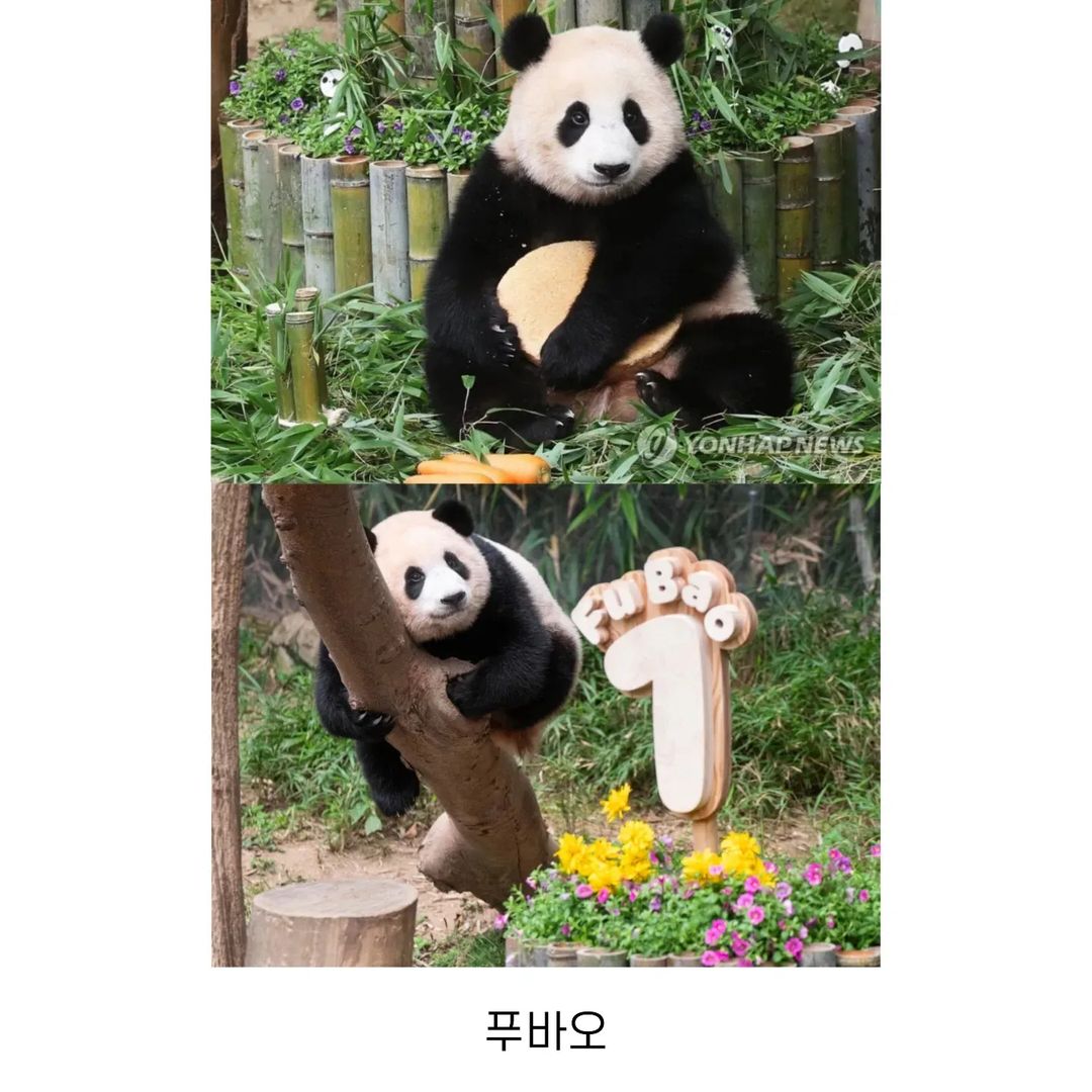 러바오 아이바오 푸바오 각각 1살때.jpg | 인스티즈